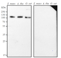 GLDP | Glycine decarboxylase P protein in the group Antibodies Plant/Algal / Mitochondria | Respiration at Agrisera AB (Antibodies for research) (AS20 4370)